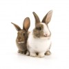 Money Making Website About Rabbits