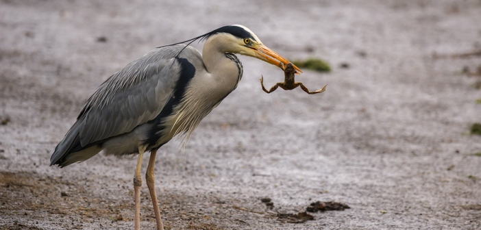 Heron eating frog