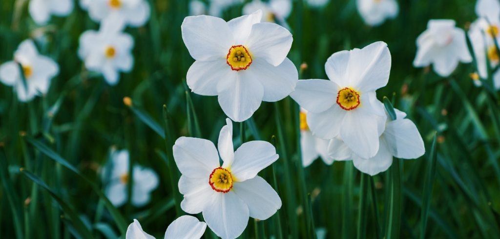 narcissus flower